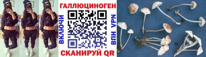 Купить  Богучар  Псилоцибиновые грибы Psilocybine cubensis 